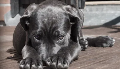 У собак обнаружена редкая «человеческая» болезнь
