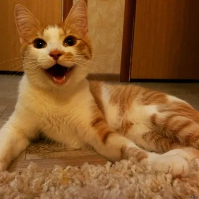 Радостный кот фото фотографии