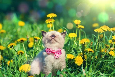 Улыбающийся кот 😊 . #ophirusland | Instagram