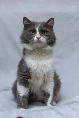 Душевный и добрый кот: Бесплатно - Кошки Муткенова на Olx
