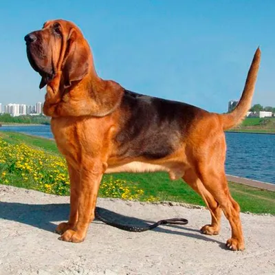 Кальций Пептид для собак, 50+, 150 капсул — купить в интернет-магазине по  низкой цене на Яндекс Маркете
