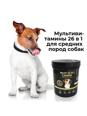 История спасения породистой собаки, от которой отказались хозяева - Питомцы  Mail.ru