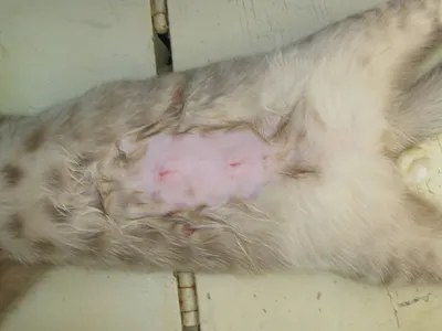 Раны у кошек - первая помощь и и обработка, лечение гнойных ран.  Ветеринарная клиника \"Зоостатус\"
