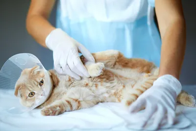Отзыв о Операция по стерилизации кошки | Подробно об опыте моей кошки  (дополнено историей второй кошки)