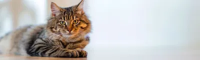 Шов после стерилизации кошки косметический и классический - YouTube