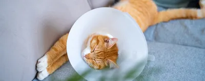 Стерилизация и кастрация кошек - «Все про стерилизацию нашей кошки, и  почему мы на это решились. Уход после операции, швы и многое другое. Фото  того что ждёт вашу кошку.» | отзывы