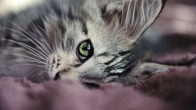 Болезни кастрированных котов: виды, причины, лечение