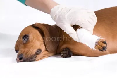 Собаку укусил клещ: Симптомы и первая помощь