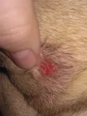Ответы Mail.ru: Рана у собаки после укуса клеща