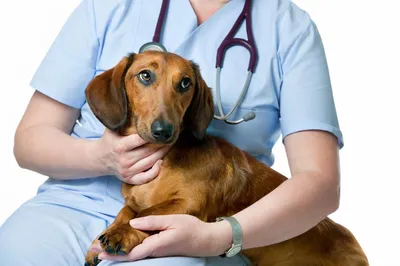Чесотка у собак - виды заболевания, симптомы, профилактика и лечение
