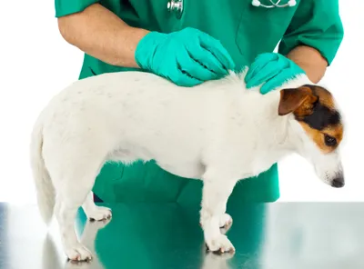 Пироплазмоз (бабезиоз) у собак: пути заражения, признаки, лечение, прогноз