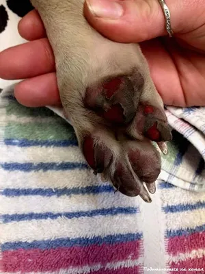 Раны на лапах у собак фото фотографии