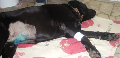 Абсцесс у собаки - Ветеринарный госпиталь