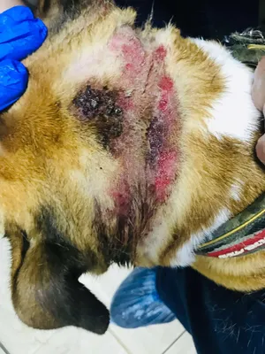 Лечение перелома лапы у собак - статьи о лечении в ветеринарной клинике  Dr.Vetson