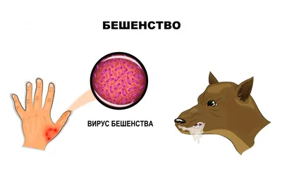 Чем можно заразиться от кошки или собаки: болезни, причины, симптомы, как  защититься