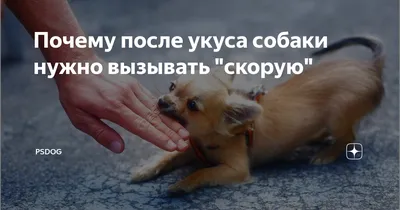 В Роспотребнадзоре подсчитали число пострадавших от укусов животных россиян  - ТАСС