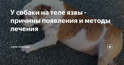 Опарыши ели пса заживо»: томские зоозащитники спасли бездомную собаку от  мучительной смерти - KP.RU