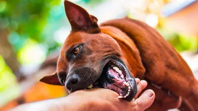 Нога укуса собаки стоковое фото. изображение насчитывающей рука - 110626084