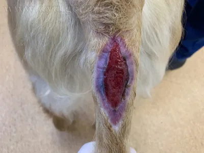 Раны на собаке-ножках стоковое фото. изображение насчитывающей собач -  160279978