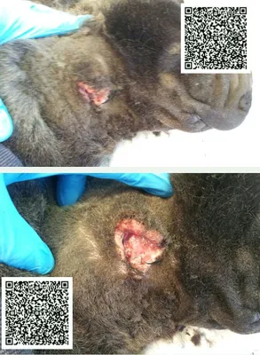 Рваная рана на шее собаки - клинический случай.
