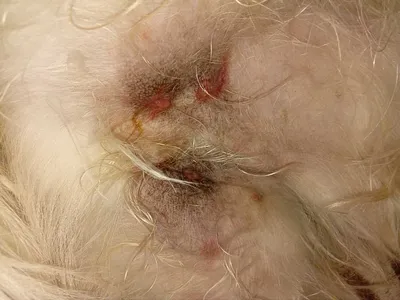 На севере Волгограда собака погибает от смертельных ран