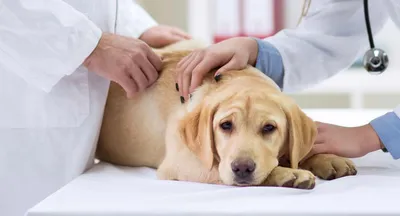 Рана у собаки: чем обработать и как лечить в домашних условиях