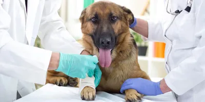 Антисептики для собак: назначение, какие бывают препараты