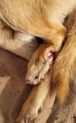 Резаные раны от лопаток до груди: в Узловой зоозащитники спасли жизнь щенку  | ИА “Тульская Пресса”