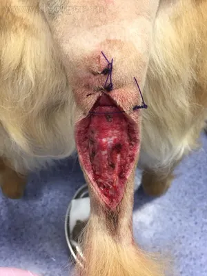 Раны на ногах коричневой собаки Стоковое Фото - изображение насчитывающей  ушиб, деталь: 194783414