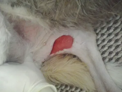Рваная рана на передней лапе у собаки.