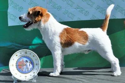 Джек-рассел-терьер – знаменитая собака из фильма «Маска» | Собаки |  Dogsacademy.ru | Дзен