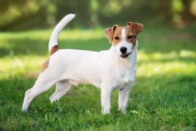 Джек-рассел-терьер - описание породы собак: характер, особенности  поведения, размер, отзывы и фото - Питомцы Mail.ru