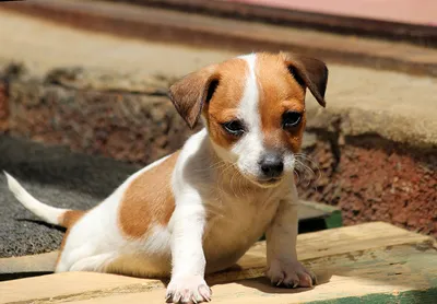 Сколько живут джек-рассел-терьеры: средняя продолжительность жизни собаки в  домашних условиях