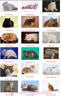 Окрасы кошек: колористика и генетика. Часть 1: строение и типы волоса |  Purina Pro Plan