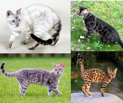 Кошки окрас колор пойнт, популярные породы и характер