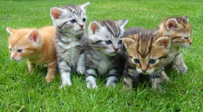 Окрасы бенгальских кошек - радуга оттенков: уникальный угольный окрас |  Советы Умного Кота | Дзен