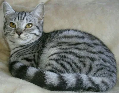 Пропала кошка Кот бенгальской породы, окрас розетка на золоте, крупный,  может быть напуган - Центральная улица | Pet911.ru