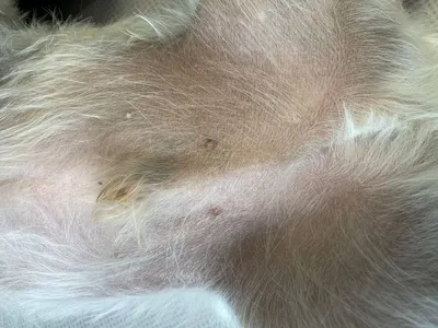 Сыпь у собаки на коже: на животе, в паху, по всему телу, на спине, лечение  щенка или взрослого питомца, проявление аллергии на еду и другие болезни