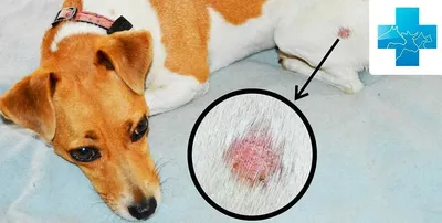 Royal Canin корм для взрослых собак крупных пород при раздражениях кожи и  зуде 10 кг - купить с доставкой по выгодным ценам в интернет-магазине OZON  (632105969)