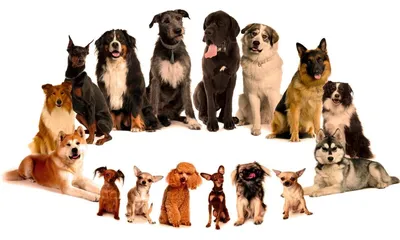 разные породы собак стоковое изображение. изображение насчитывающей коллиа  - 156912741