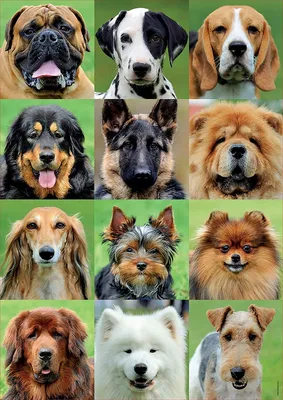 Породы собак смешанные - 66 фото