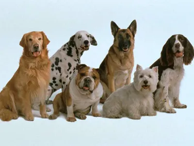 Различные Породы Собак — стоковые фотографии и другие картинки Без людей -  Без людей, Белый фон, Бульдог - iStock