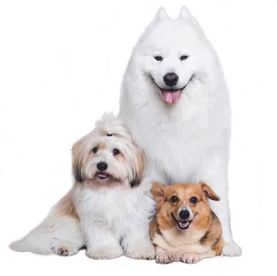Различные Породы Собак Беговой Набор — стоковая векторная графика и другие  изображения на тему Собака - Собака, Бегать, Иллюстрация - iStock