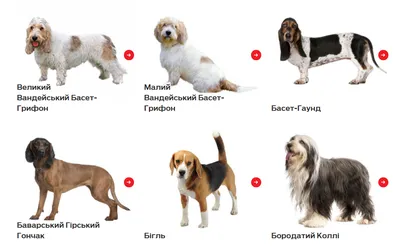 Список пород собак с (72 фото) - картинки sobakovod.club