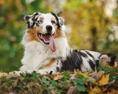 Собачья жизнь: ученые узнали, как стареют собаки