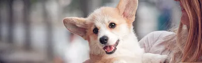 Если бы собаки были людьми: парень фантастически спародировал разные породы  – видео - 20.05.2021, Sputnik Грузия