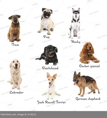 различные породы собак бесшовной формы Иллюстрация штока - иллюстрации  насчитывающей минимализма, лапка: 256111382