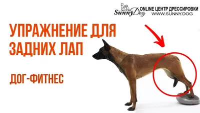 Искривление передних лап у щенка (62 фото) - картинки sobakovod.club