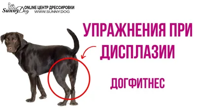 Упражнение для задних лап собаки. Простые упражнения по Догфитнесу - YouTube