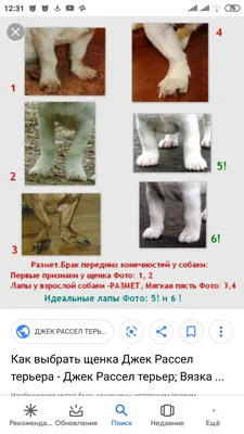 Искривление передних лап у щенка (62 фото) - картинки sobakovod.club